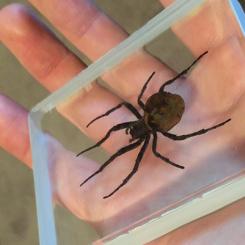 Omninous deck (Araign&eacute;e)